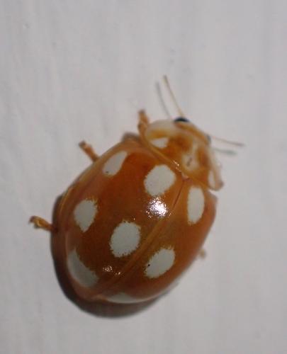 Réf. 317 435 : Calvia decemguttata